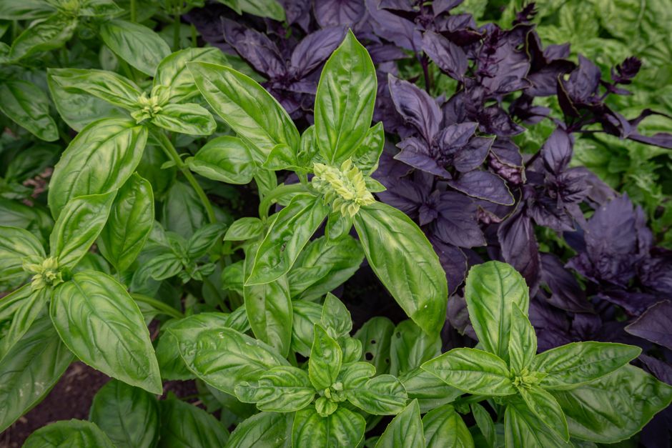 Getting Started With Herbs And Botanicals: A Cautious Look, Starting Today