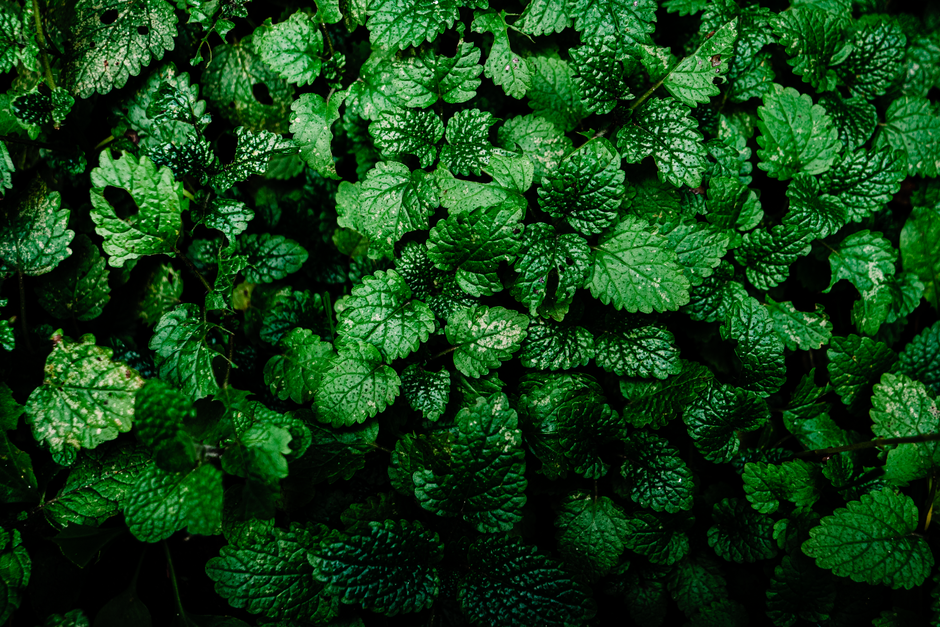 Getting Started With Herbs And Botanicals: A Cautious Look, Without Overthinking It