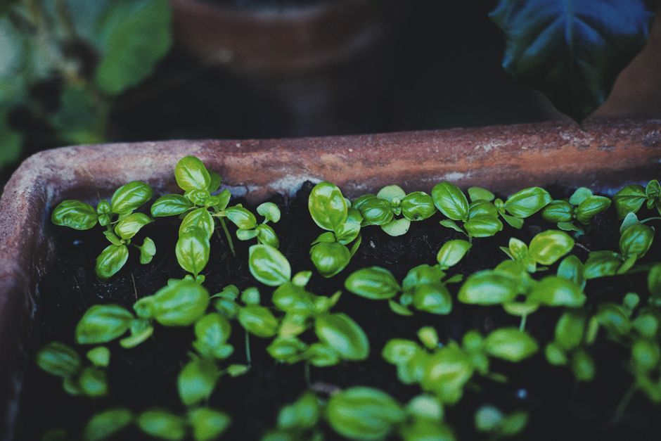 Holding On to Herbs And Botanicals: A Cautious Look Over Time, Made Simple
